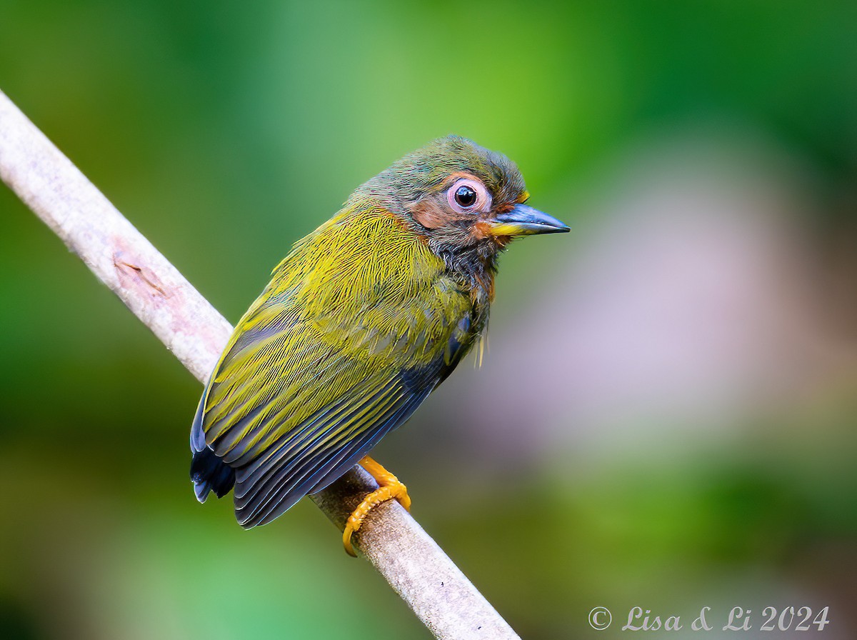 Rufous Piculet - ML620823700