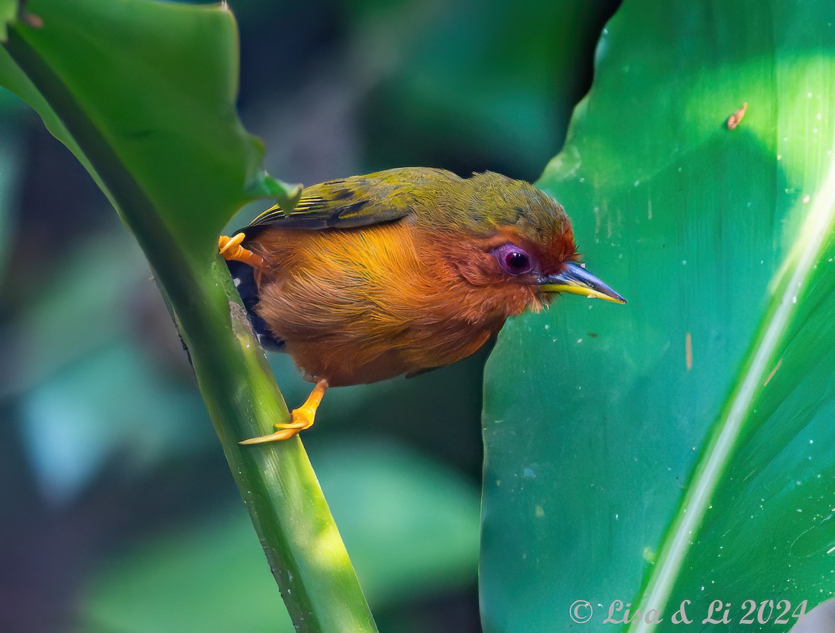 Rufous Piculet - ML620823701