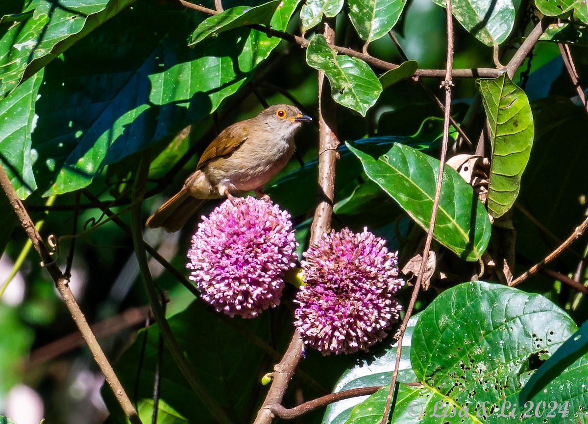 Spectacled Bulbul - ML620823703