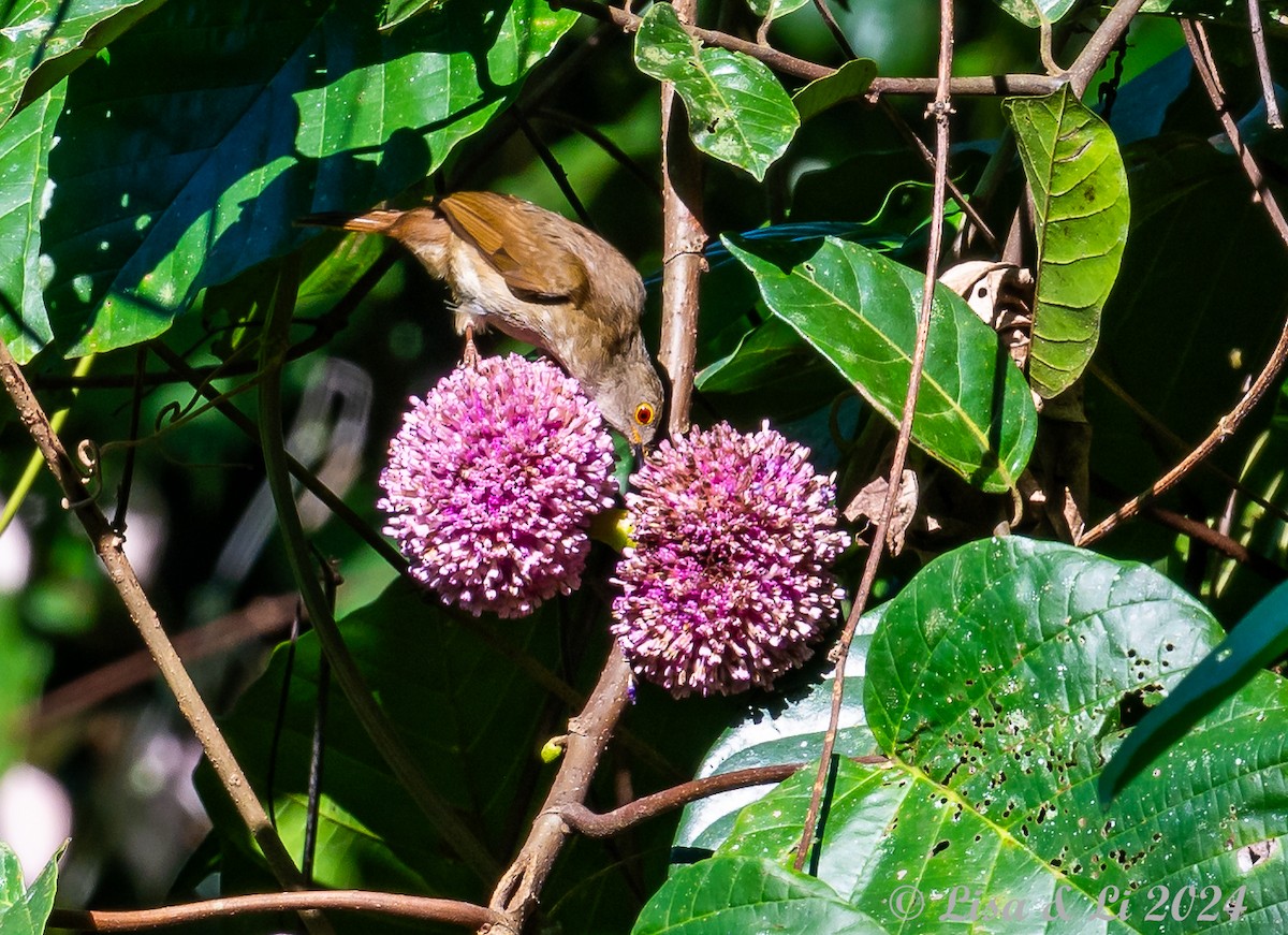 Spectacled Bulbul - ML620823705