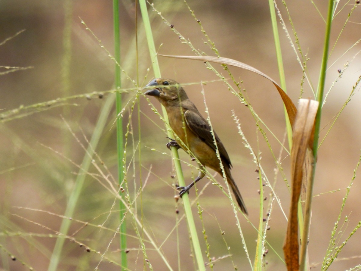 Blue-black Grosbeak - ML620823710