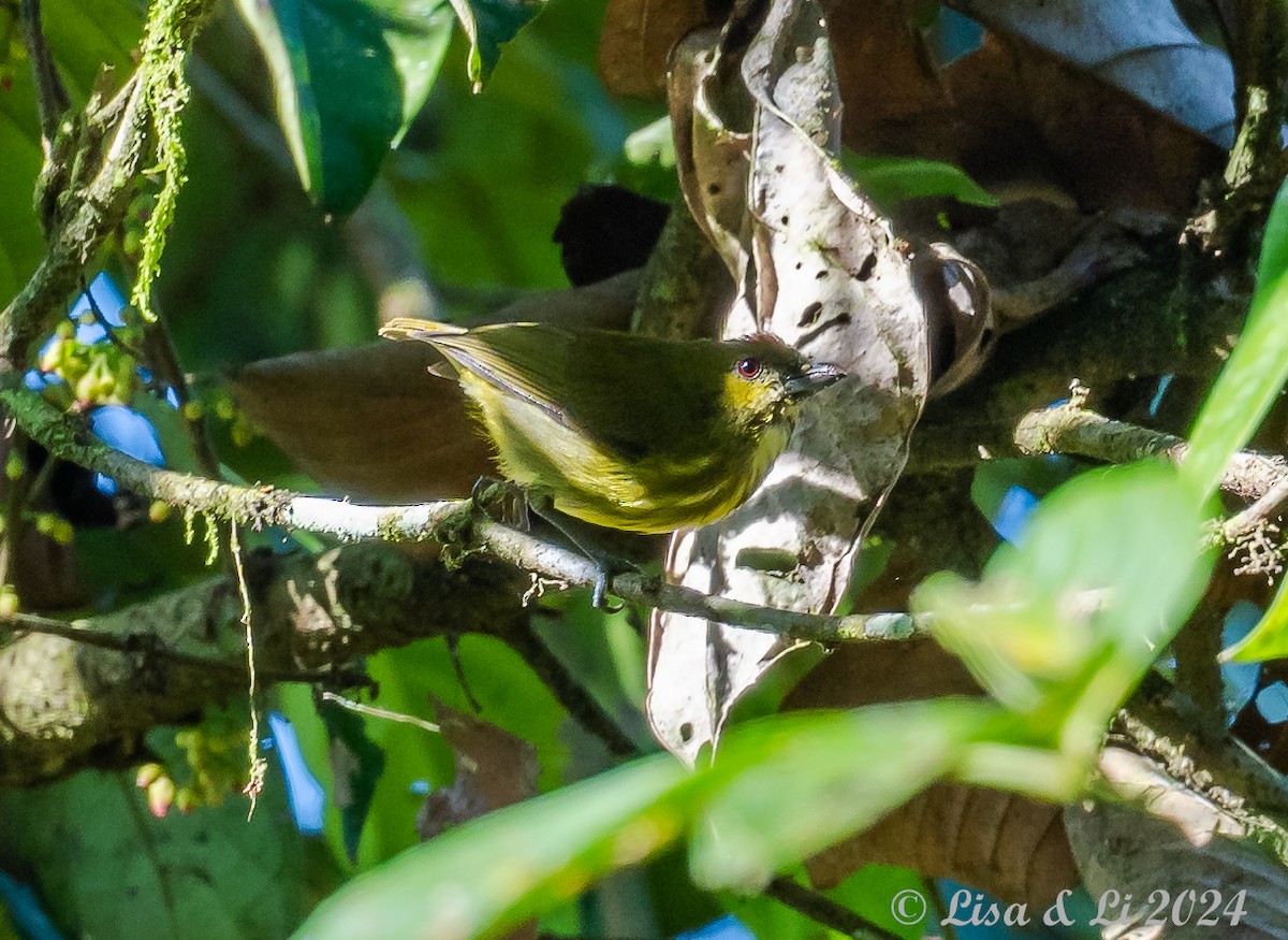 Yellow-breasted Flowerpecker - ML620823721