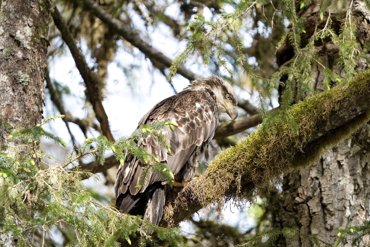 Weißkopf-Seeadler - ML620823737