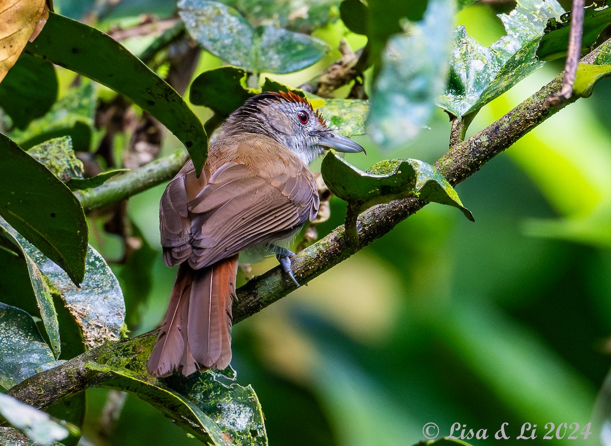 Rufous-crowned Babbler - ML620823748