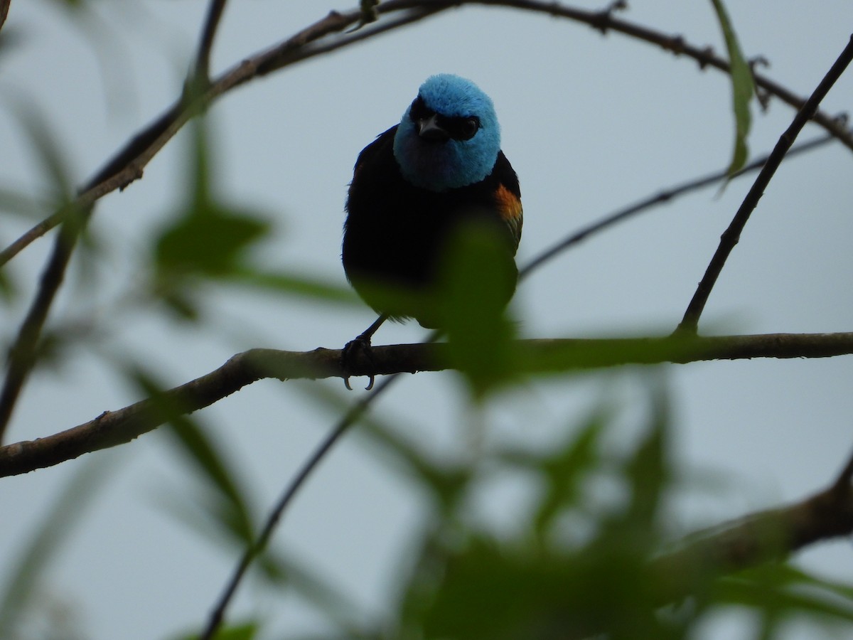 Blue-necked Tanager - Ramon Mena