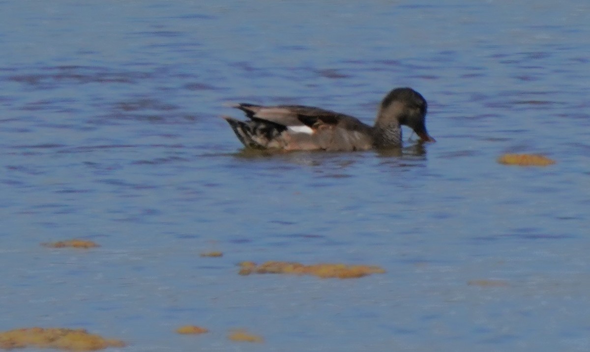 Gadwall - ML620823767