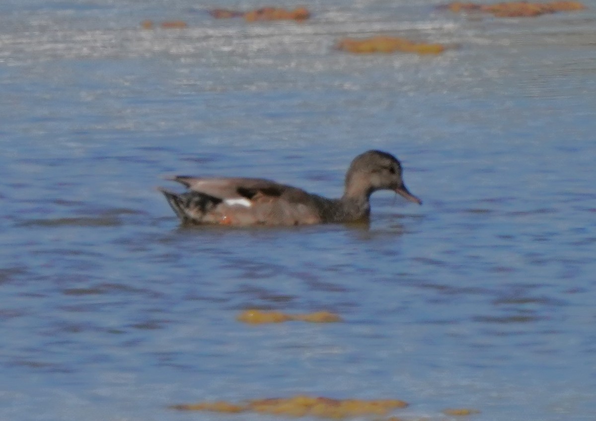 Gadwall - ML620823768