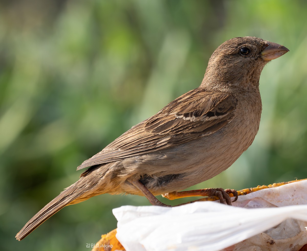 House Sparrow - ML620823801