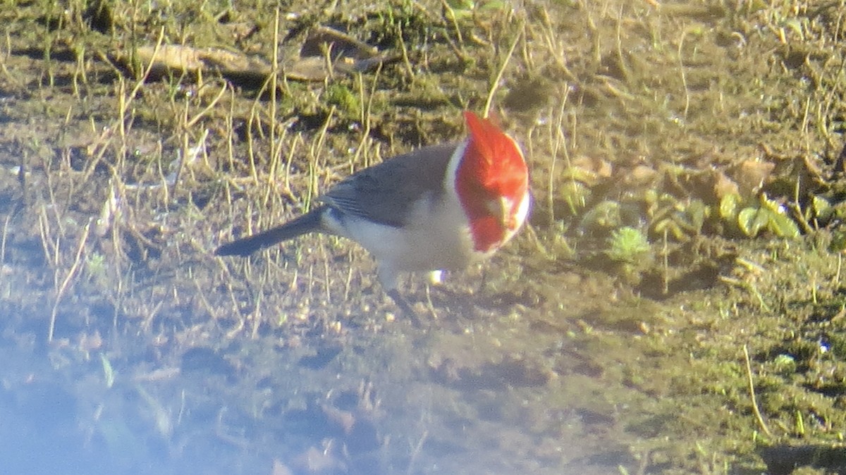 Red-crested Cardinal - ML620823804