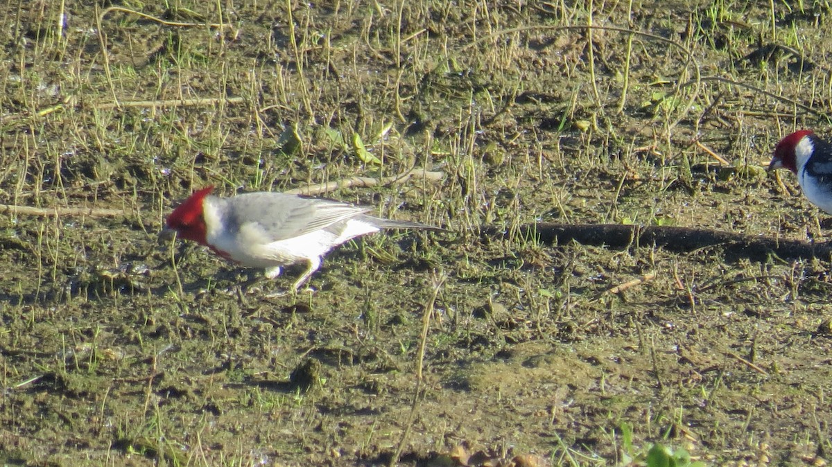 Red-crested Cardinal - ML620823805