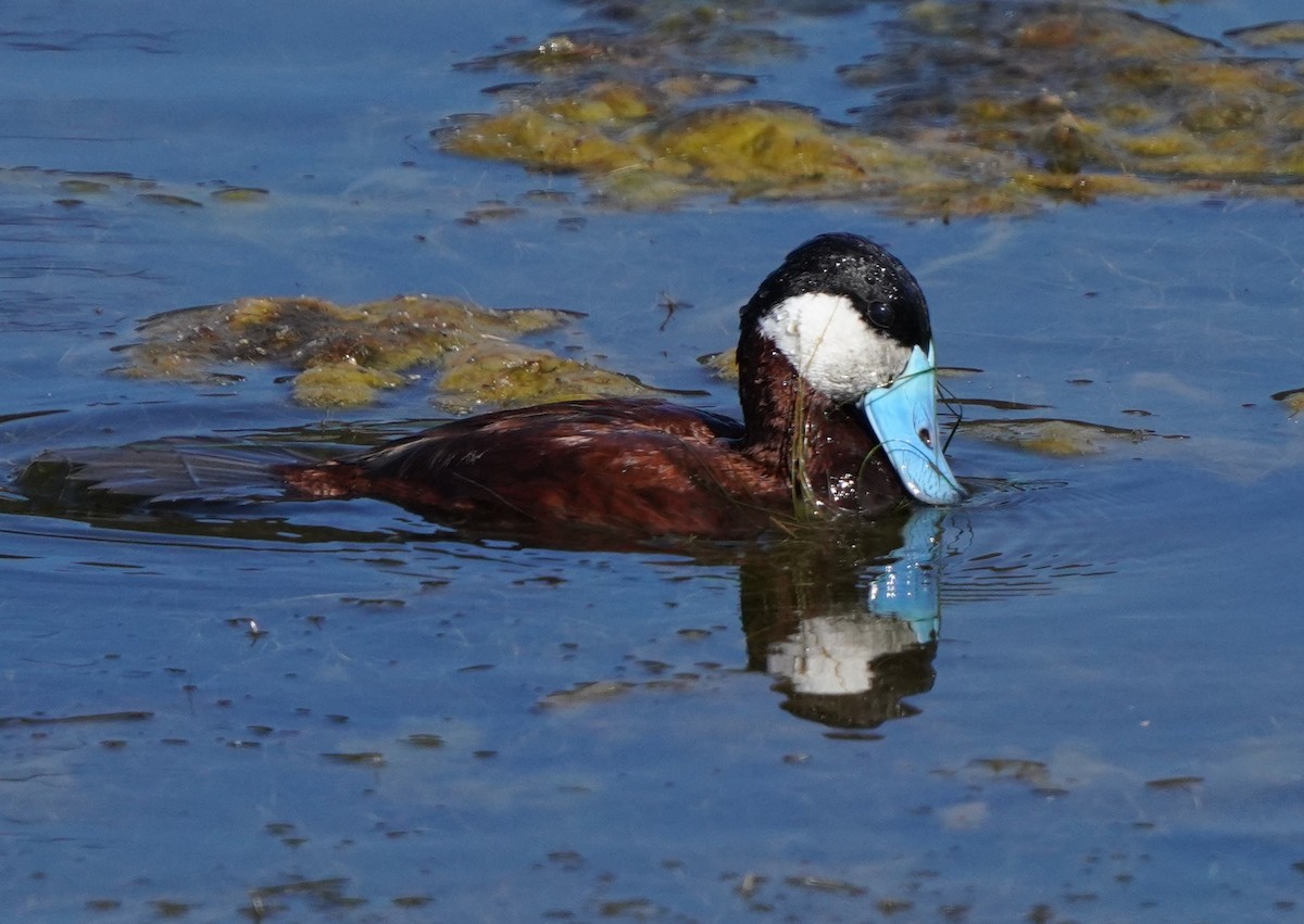 Ruddy Duck - ML620823807