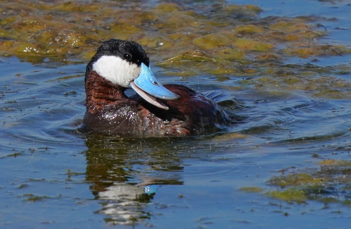 Ruddy Duck - Richard Block