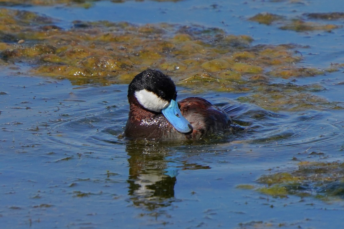 Ruddy Duck - ML620823810