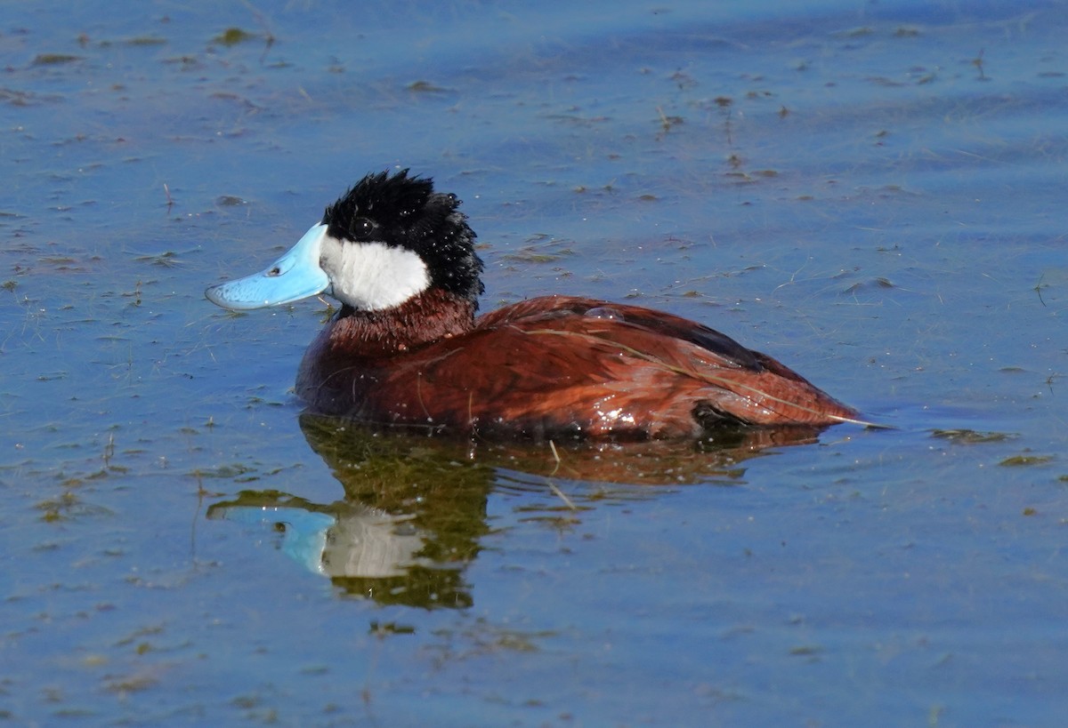 Ruddy Duck - ML620823812