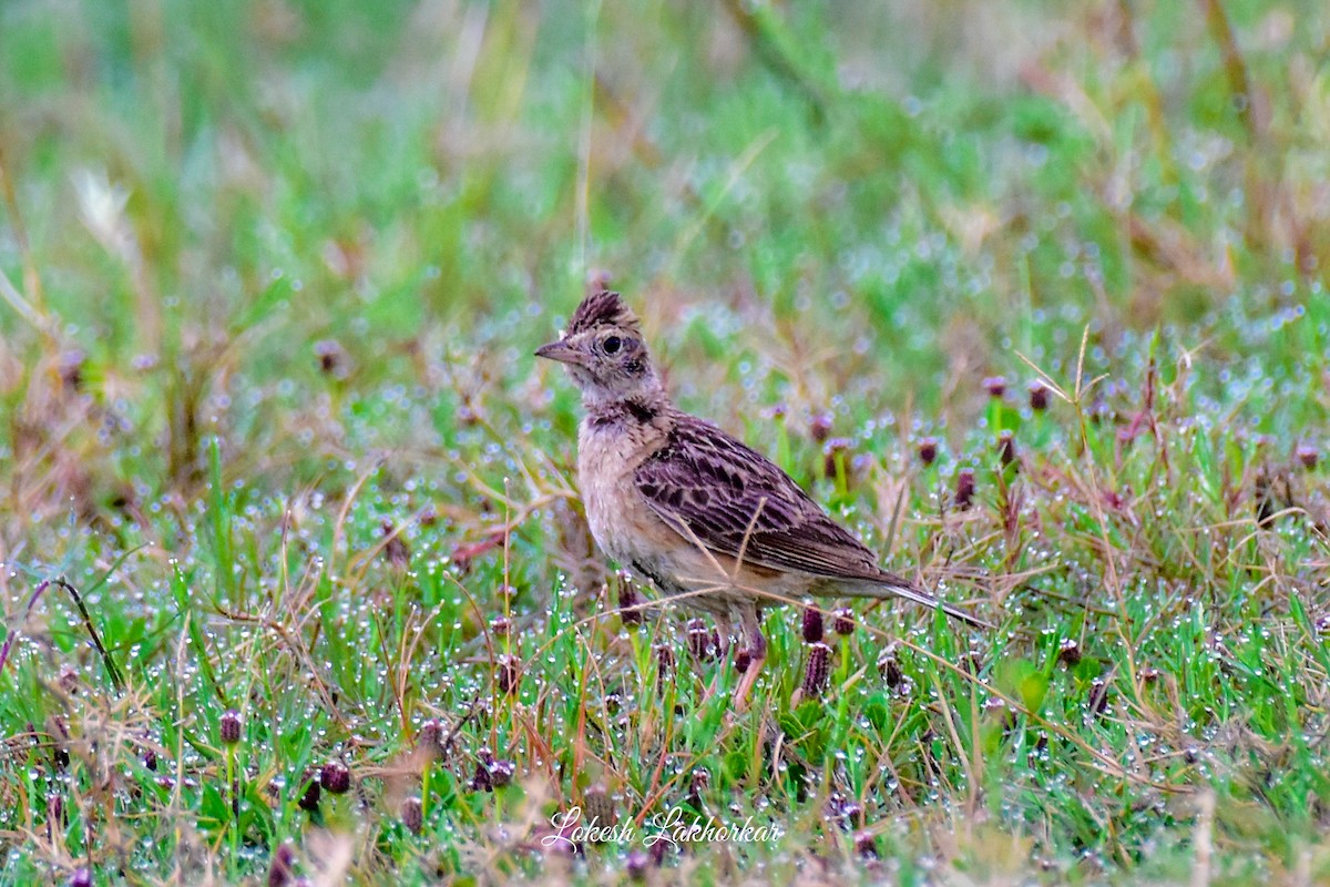 Oriental Skylark - ML620823818