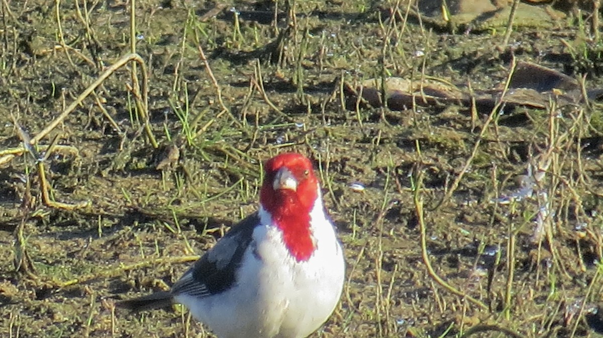 Red-cowled Cardinal - ML620823823