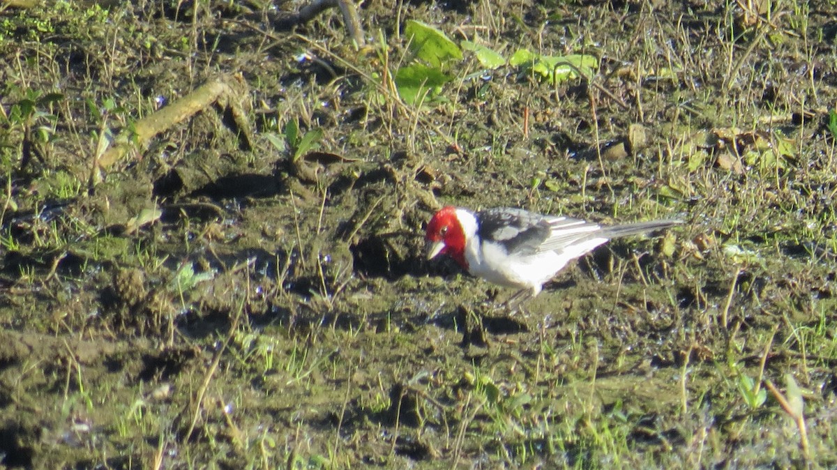 Red-cowled Cardinal - Gabriel V Leite