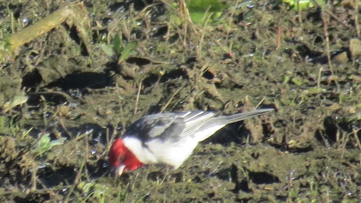 Red-cowled Cardinal - ML620823825