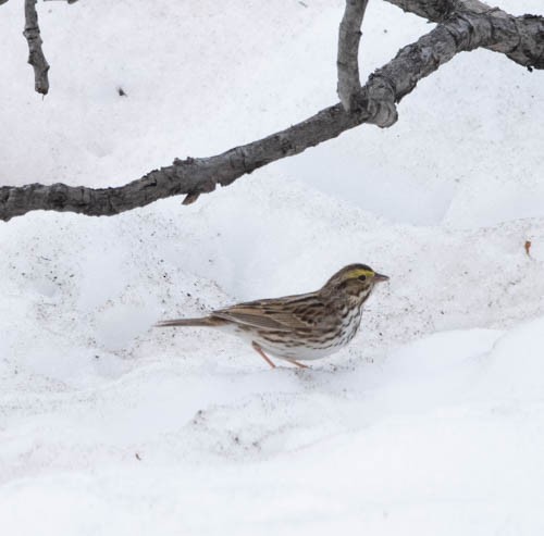 Savannah Sparrow - Carlton Cook