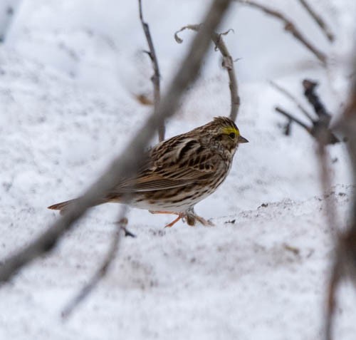 Savannah Sparrow - ML620823827