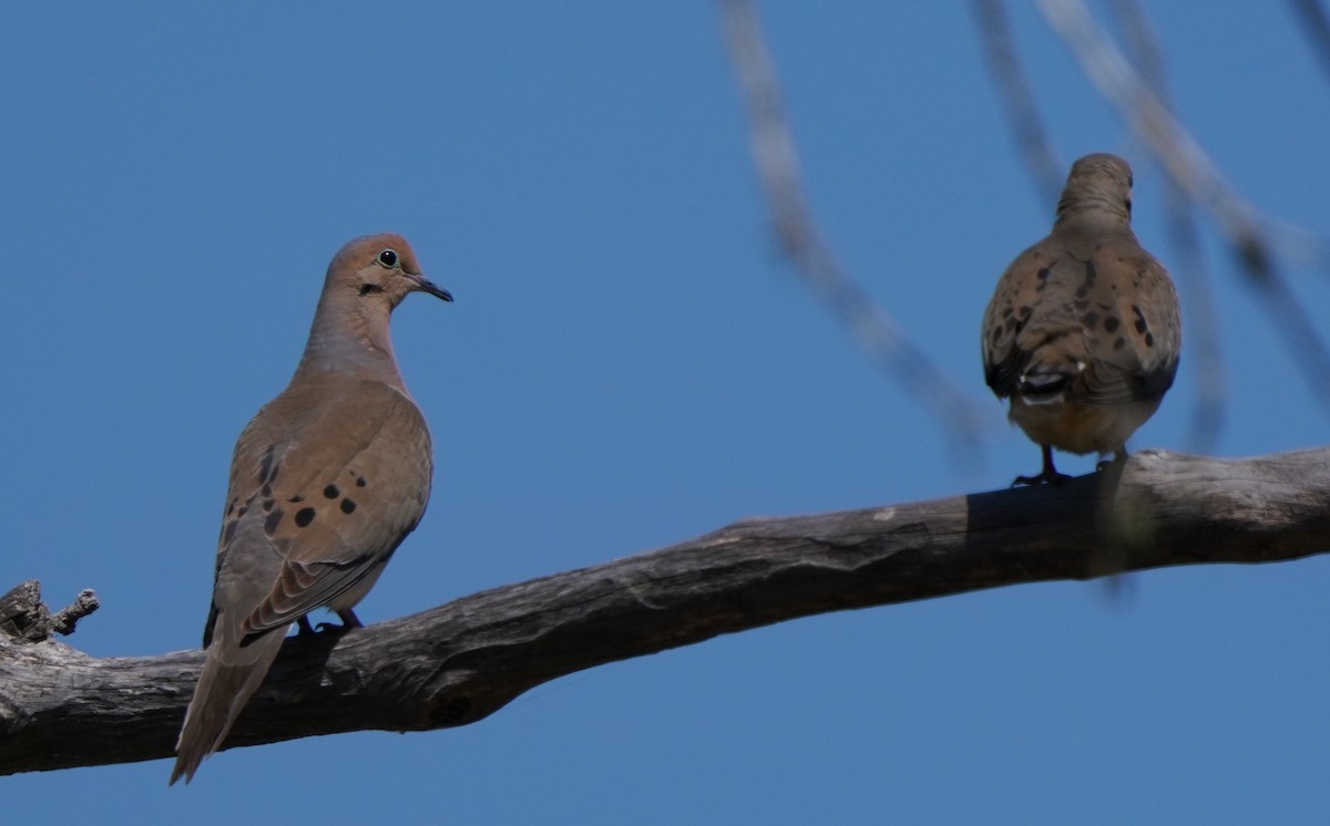 Mourning Dove - ML620823829