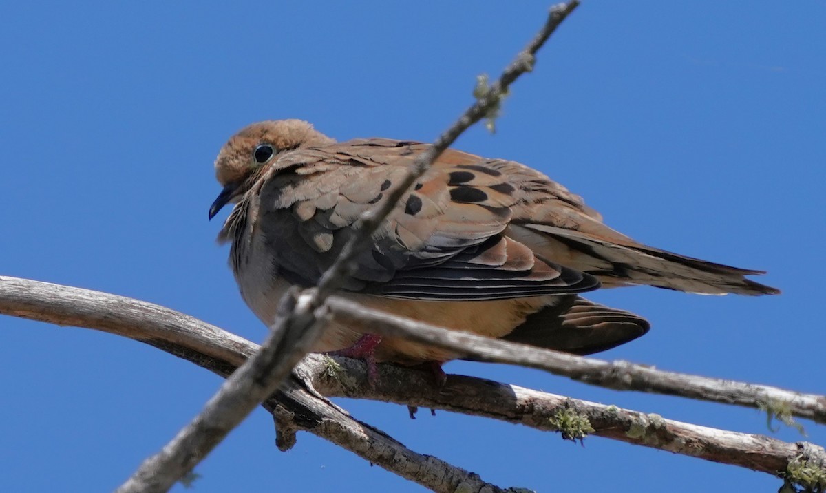 Mourning Dove - ML620823830