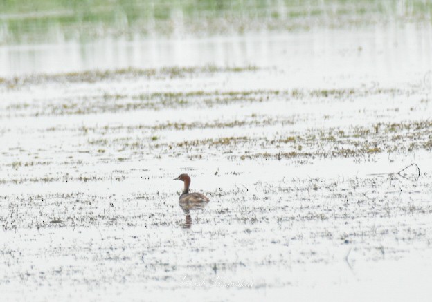 Little Grebe - ML620823833