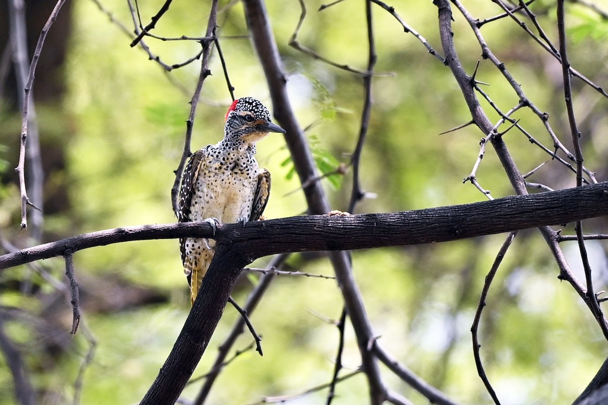 Nubian Woodpecker - ML620823834