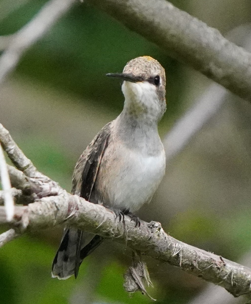 Anna's Hummingbird - ML620823836