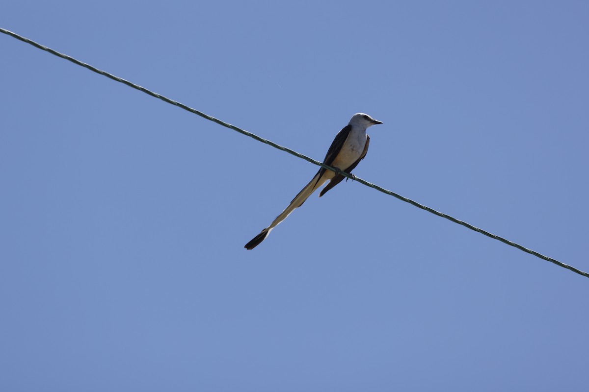 Scissor-tailed Flycatcher - ML620823838