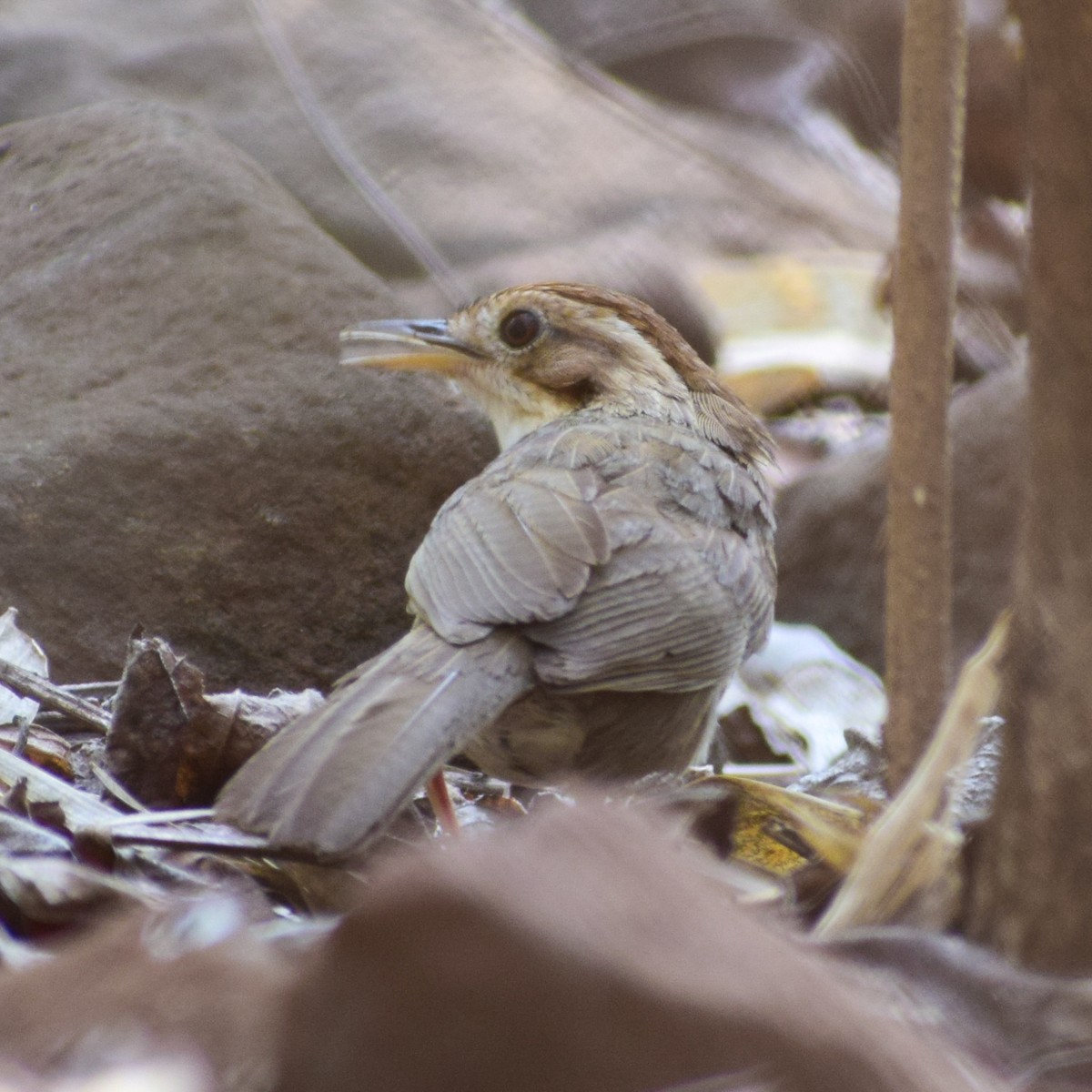 Puff-throated Babbler - ML620823845