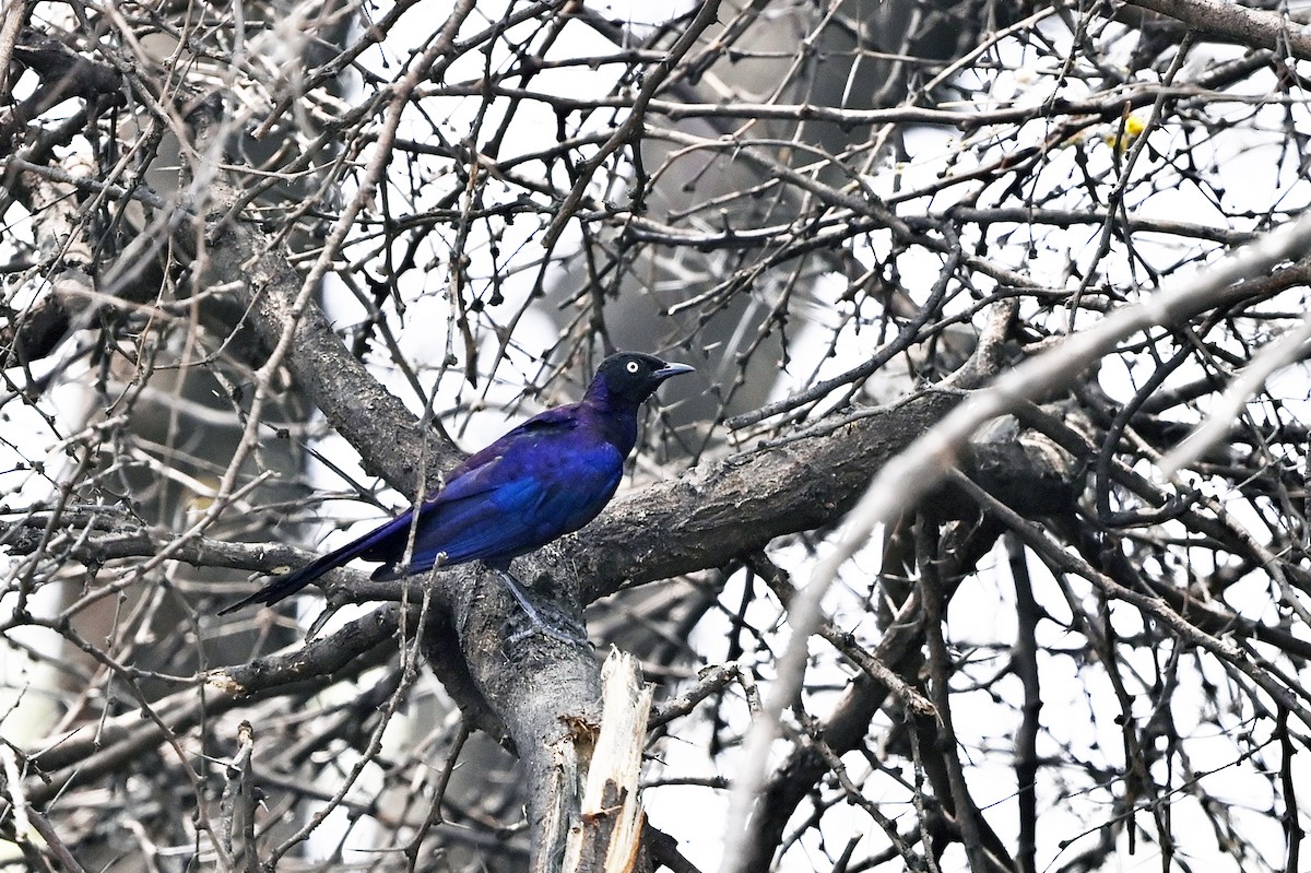 Rüppell's Starling - ML620823847