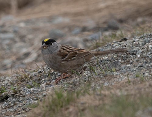 Golden-crowned Sparrow - ML620823848