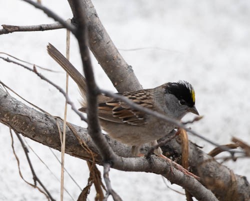 Golden-crowned Sparrow - ML620823849