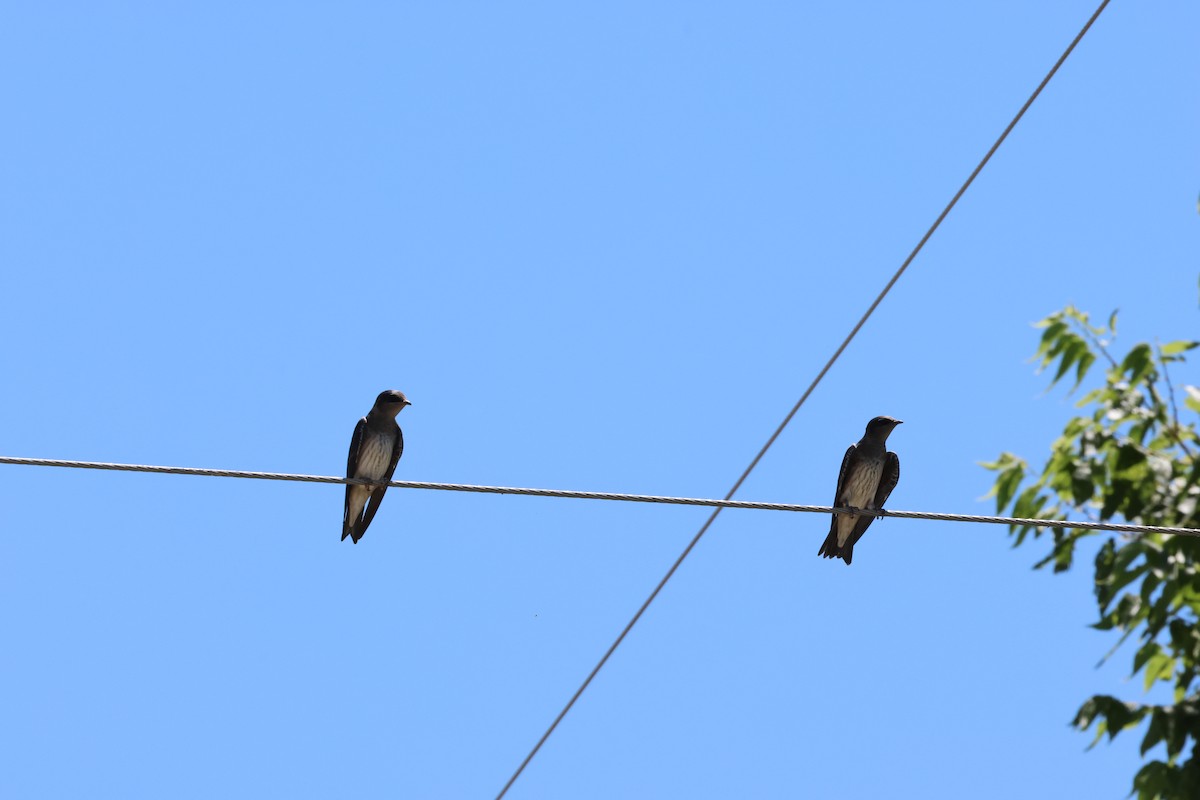 Purple Martin - ML620823851