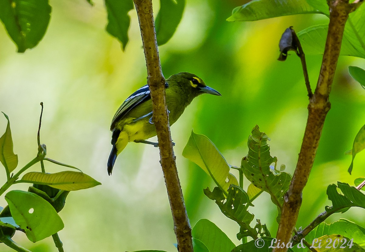 Green Iora - ML620823852