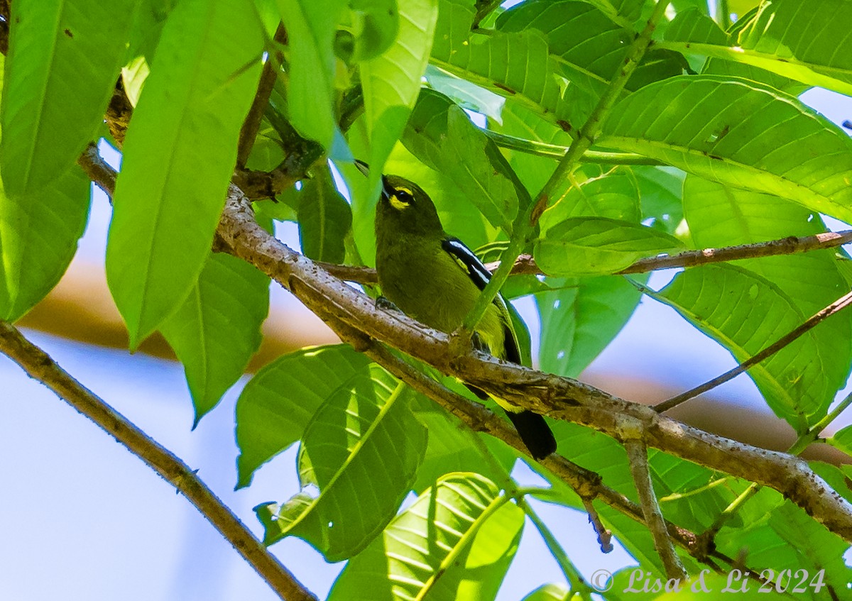 Green Iora - ML620823853