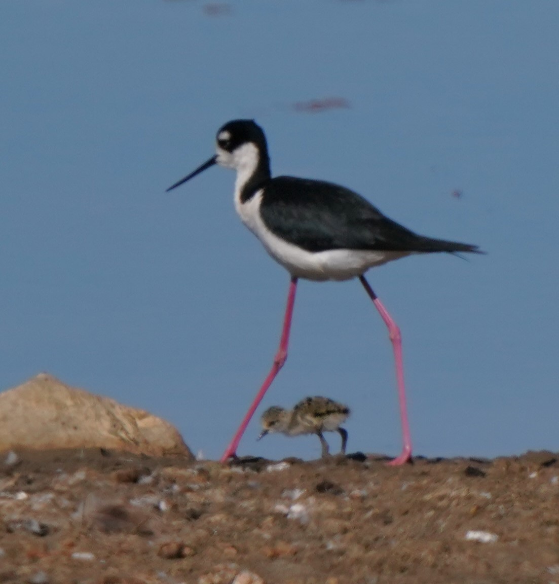 Black-necked Stilt - ML620823854