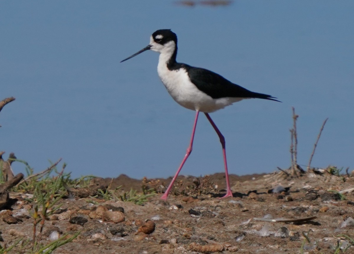 Black-necked Stilt - Richard Block