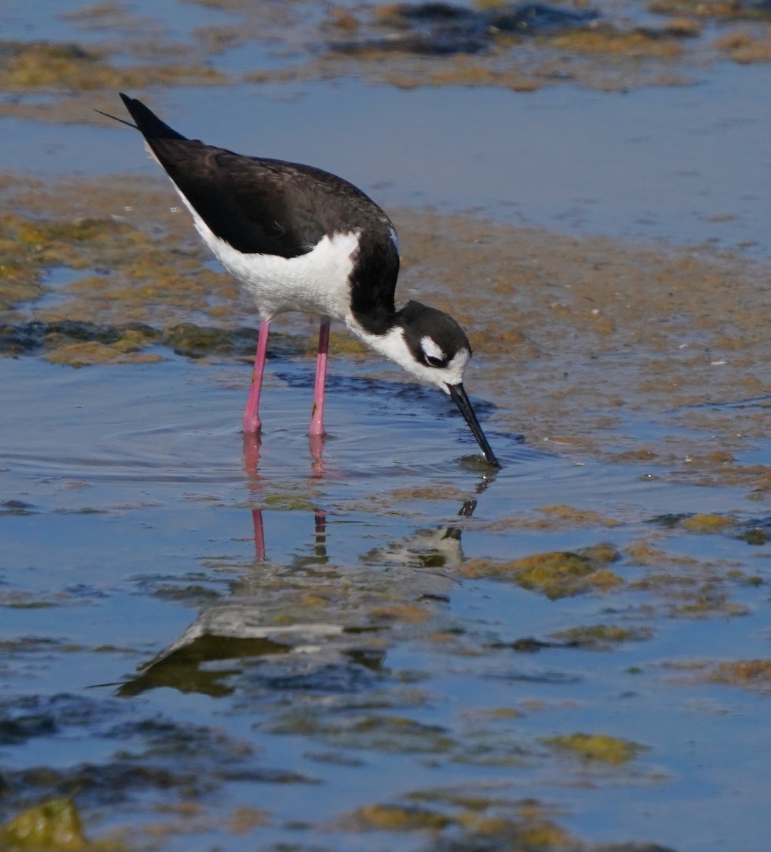 Black-necked Stilt - ML620823858