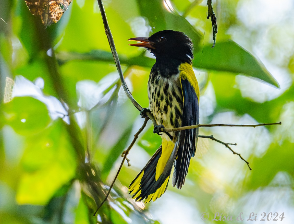 Ventriloquial Oriole - ML620823860