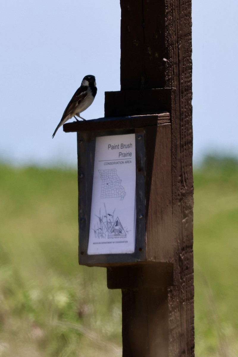 House Sparrow - Patty Berry