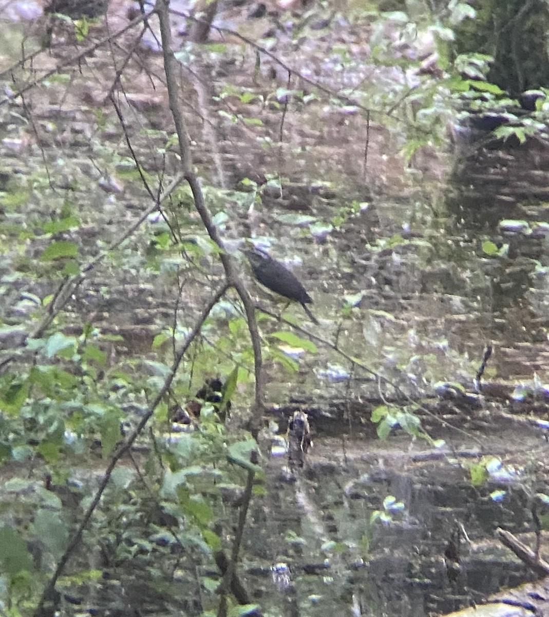 Northern Waterthrush - ML620823863