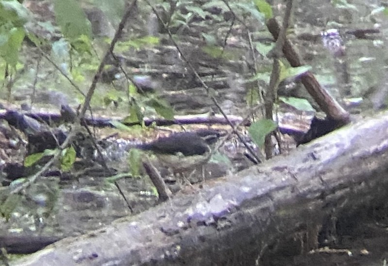 Northern Waterthrush - ML620823864