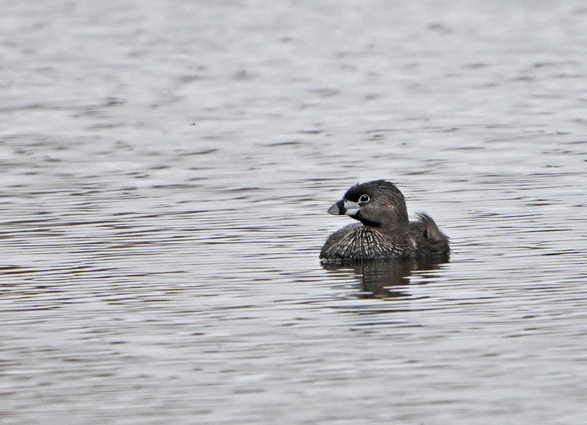 Pied-billed Grebe - ML620823867