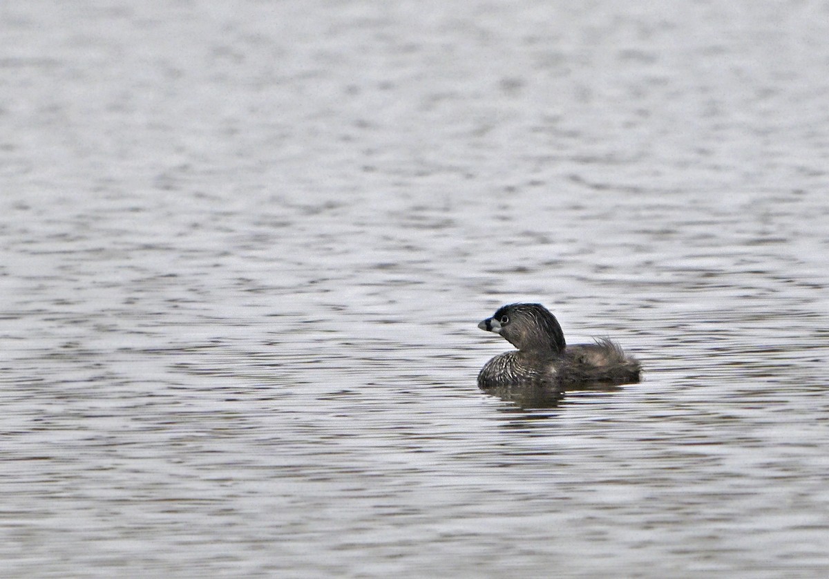 Pied-billed Grebe - ML620823868