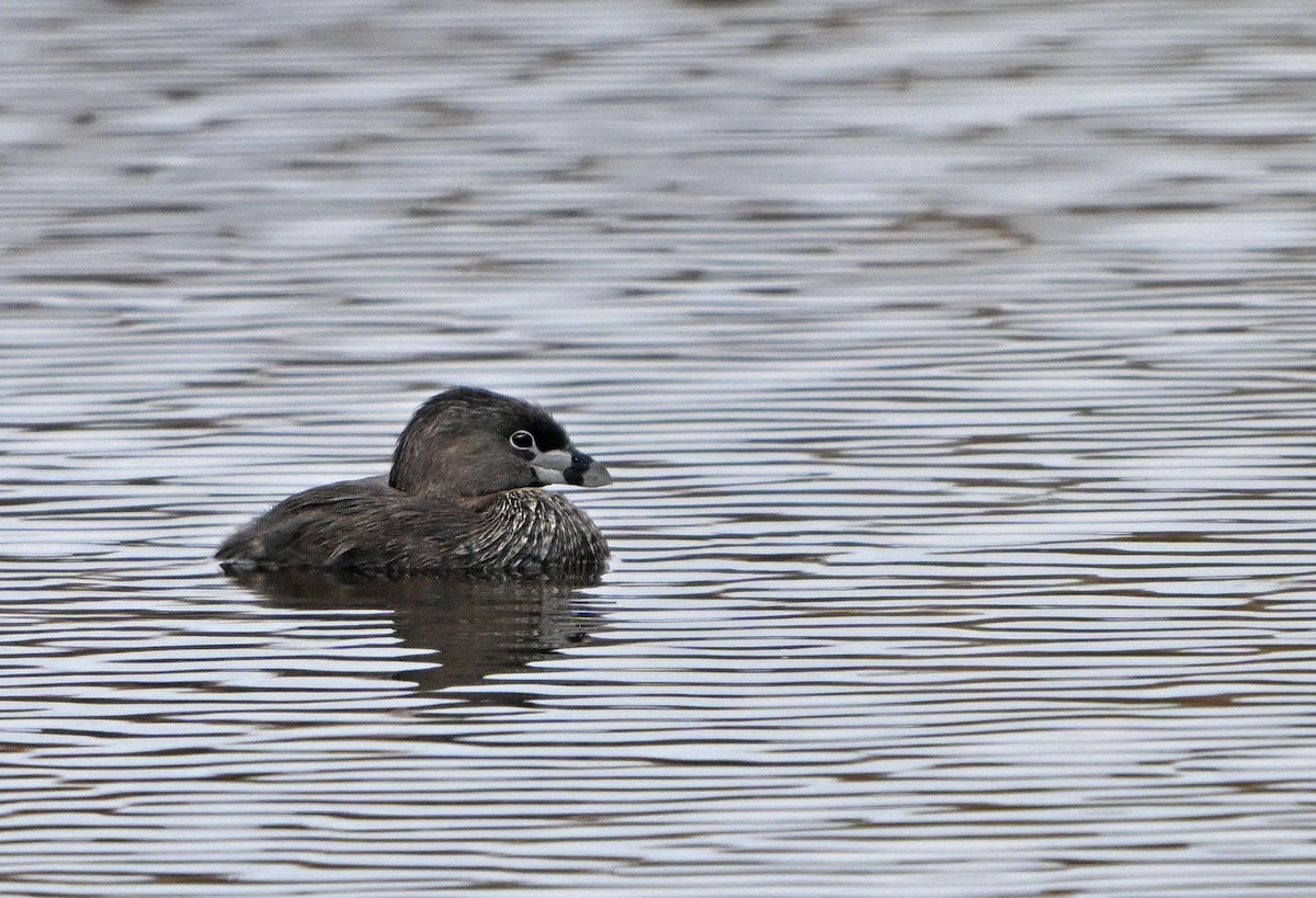 Pied-billed Grebe - Paul Nale