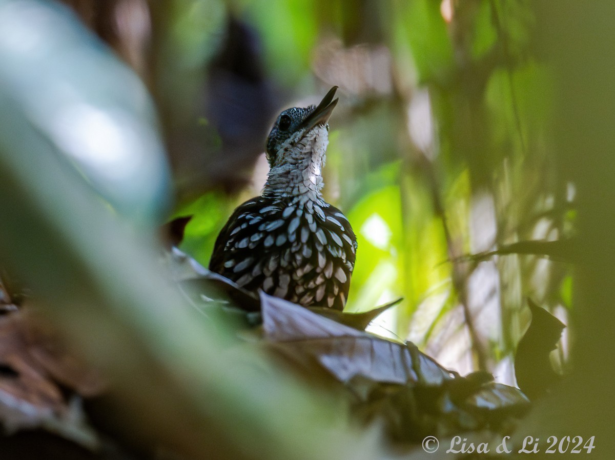 Bornean Wren-Babbler - ML620823874