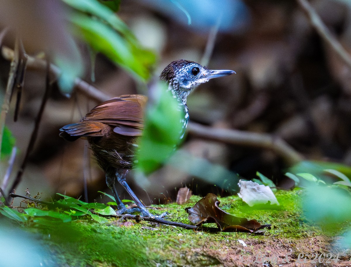 Bornean Wren-Babbler - Lisa & Li Li