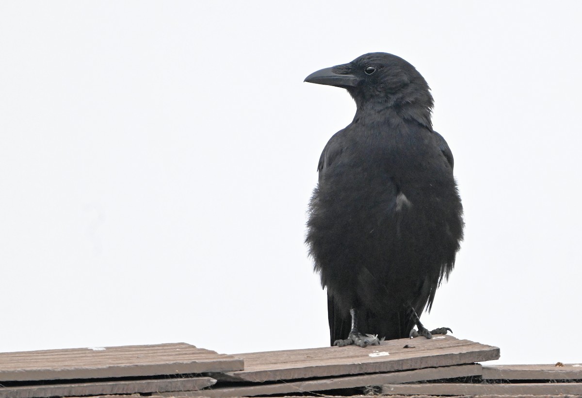 American Crow - ML620823877